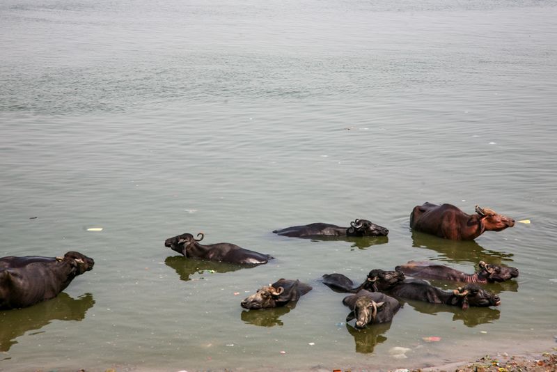 Sacred Cows Bathing, River Ganges, Varanasi, india