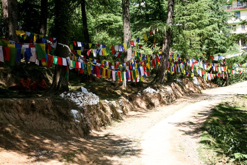 Finding Shade, Dharamshala, India