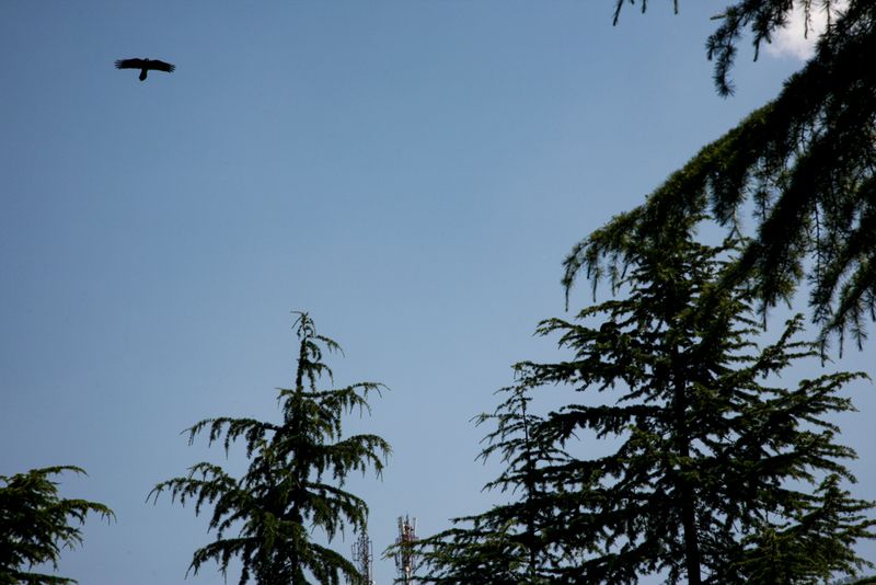 Freedom, Dharamshala, India