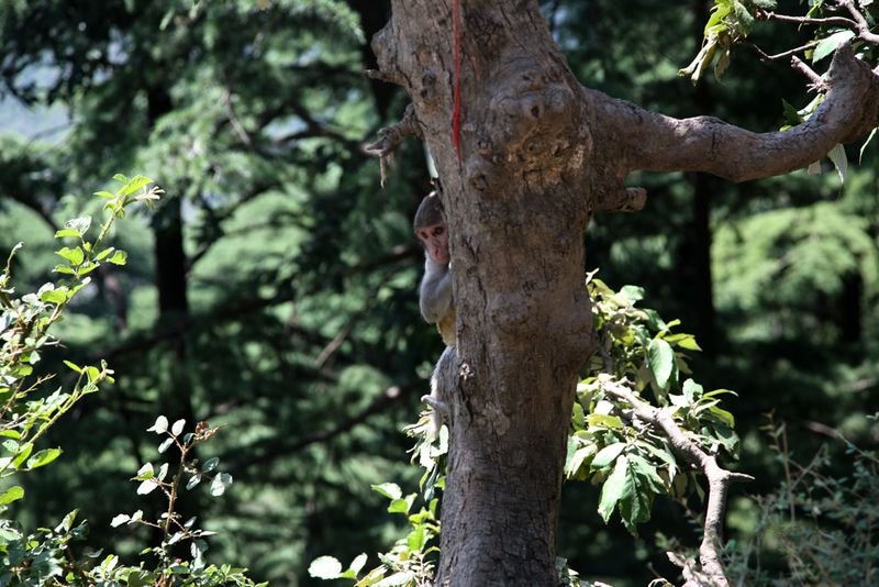 Monkey, Dharamshala, India