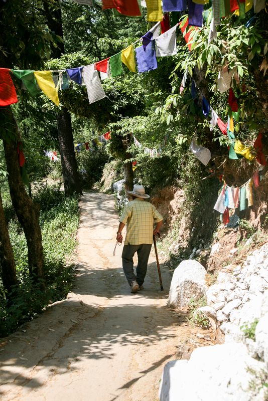 A Walk Beneath the Prayer Flags, Dharamshala, India