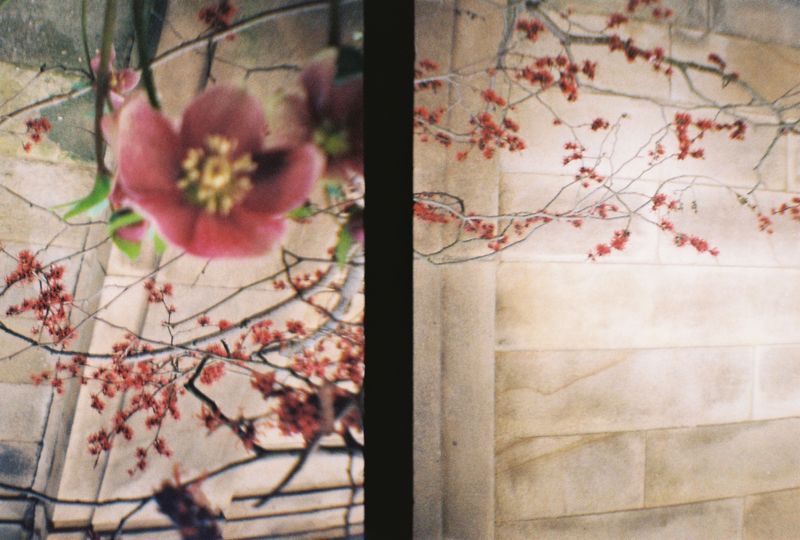 Botanical Gardens, Sheffield, 2018