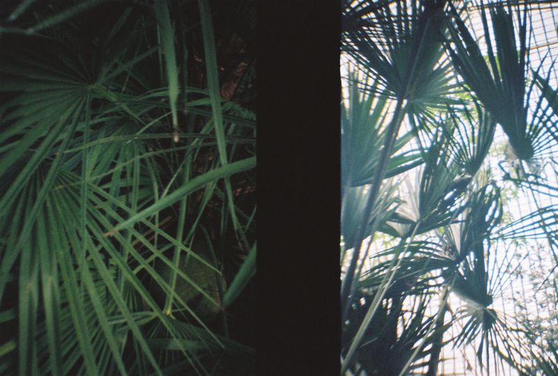 Botanical Gardens, Sheffield, 2018