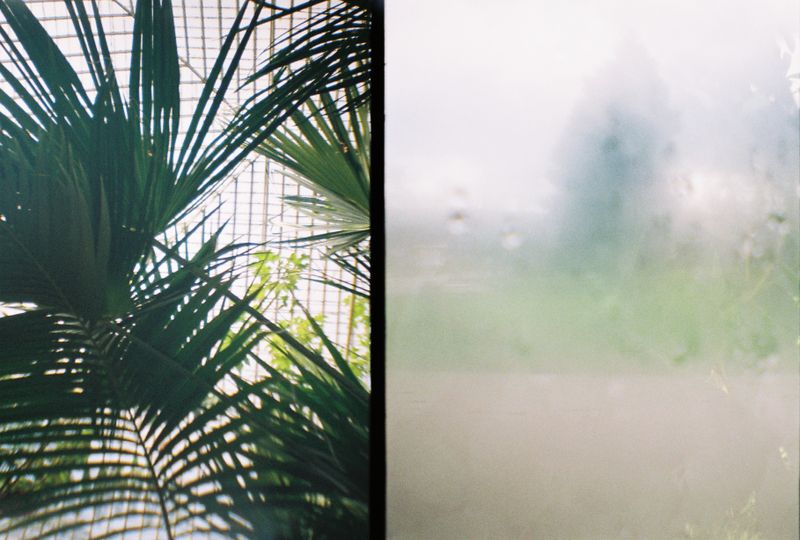 Botanical Gardens, Sheffield, 2018