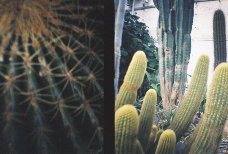 Botanical Gardens, Sheffield, 2018