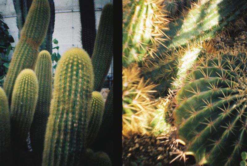 Botanical Gardens, Sheffield, 2018