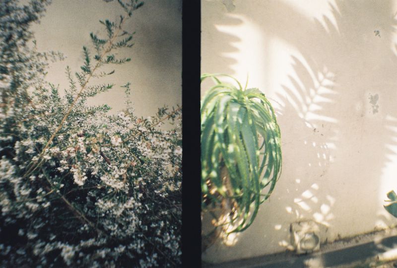 Botanical Gardens, Sheffield, 2018