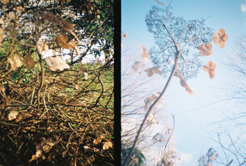 Botanical Gardens, Sheffield, 2018