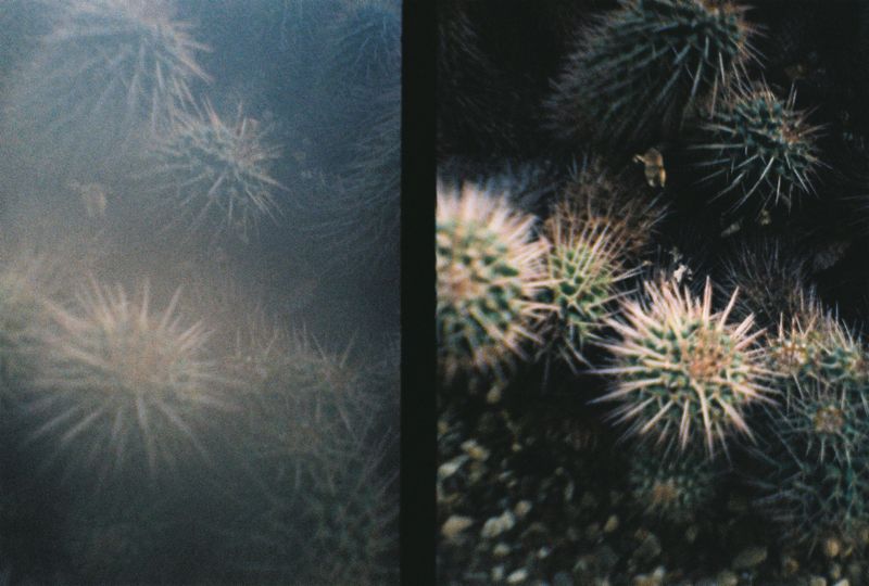 Botanical Gardens, Sheffield, 2018