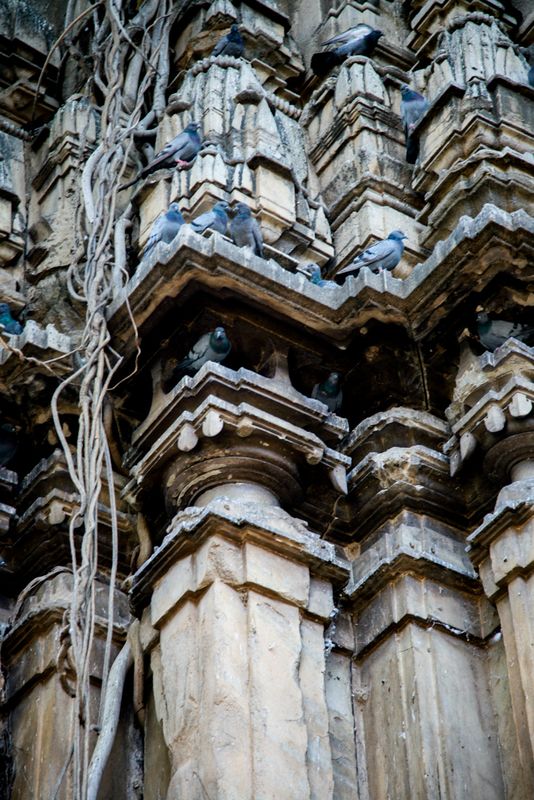 Pigeons, Nimaj, India