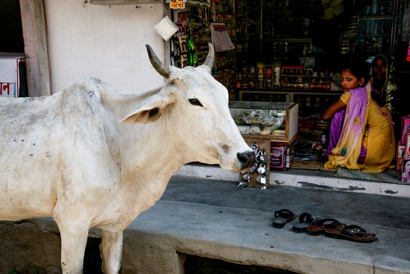 Holy Cow, Nimaj, India