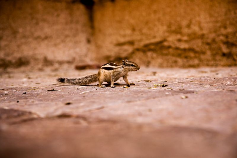 Indian Palm Squirrel at the Mehrangarh Fort, Jodhpur, India