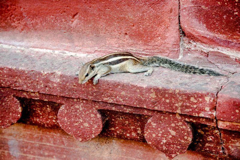Indian Palm Squirrel at Agra's Red Fort, India