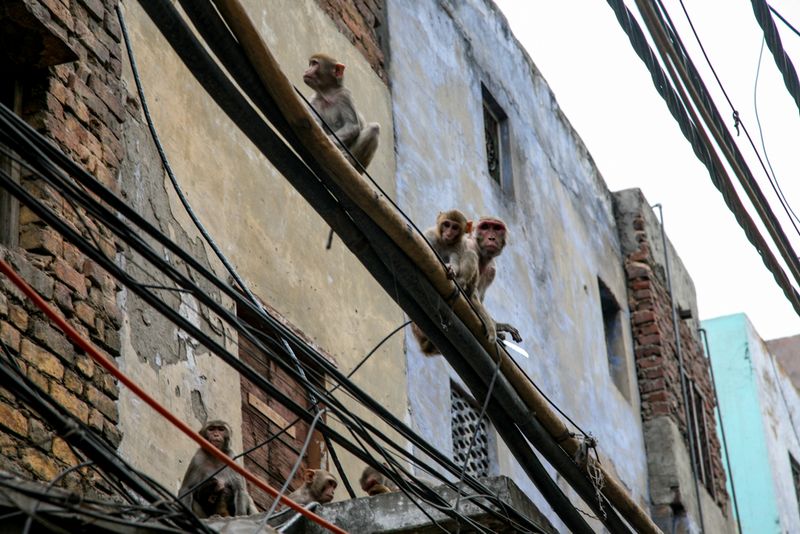 We Live and Play Up Here, Delhi Old Town, India