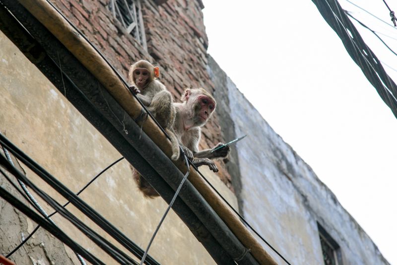 Mischief, Delhi Old Town, India