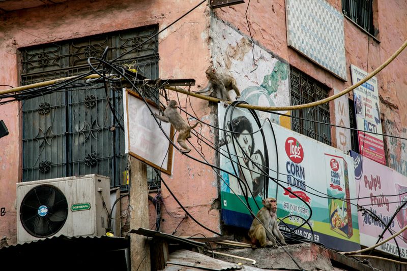 Anthropomorphic Adventures, Delhi Old Town, India