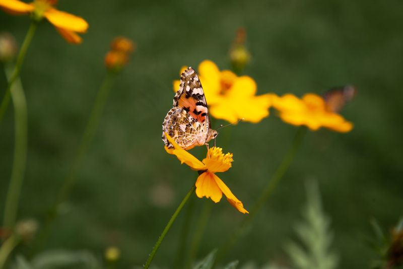 Butterfly at Gandhi Smriti Museum, Delhi, India