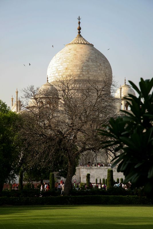 Dome Behind Trees, Taj Mahal, Jodhpur, India