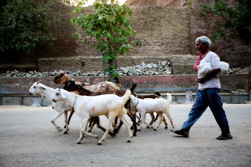 On the Road Between Agra and Tordi Garh, India