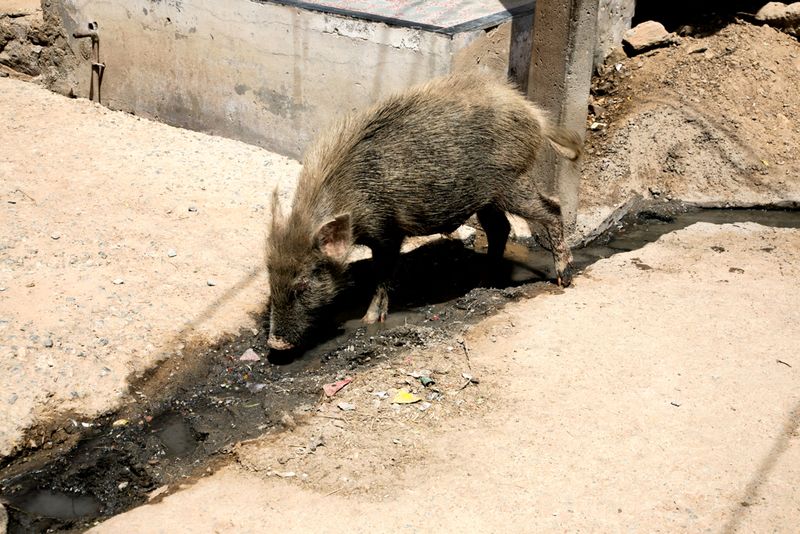 Wild Boar in the Street, Tordi Garh, India