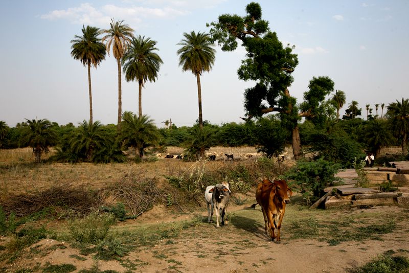 Shepherd, Sheep and Cattle, on the Outskirts of Tordi Garh, India