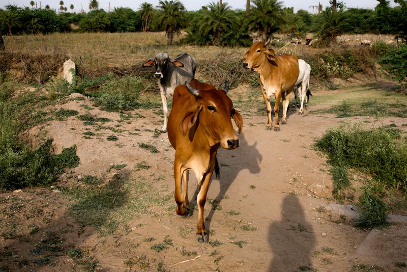 With the Cattle, near Tordi Garh, India