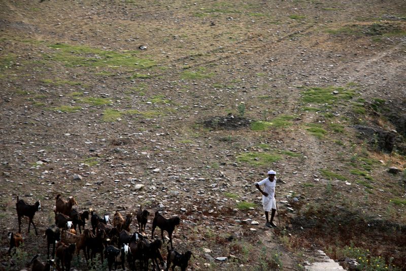 Shepherd with a Herd of Goats, near Tordi Garh, India