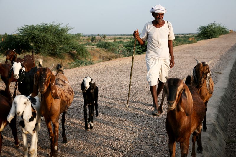 Goats and Herder, at Tordi Sagar Dam, India