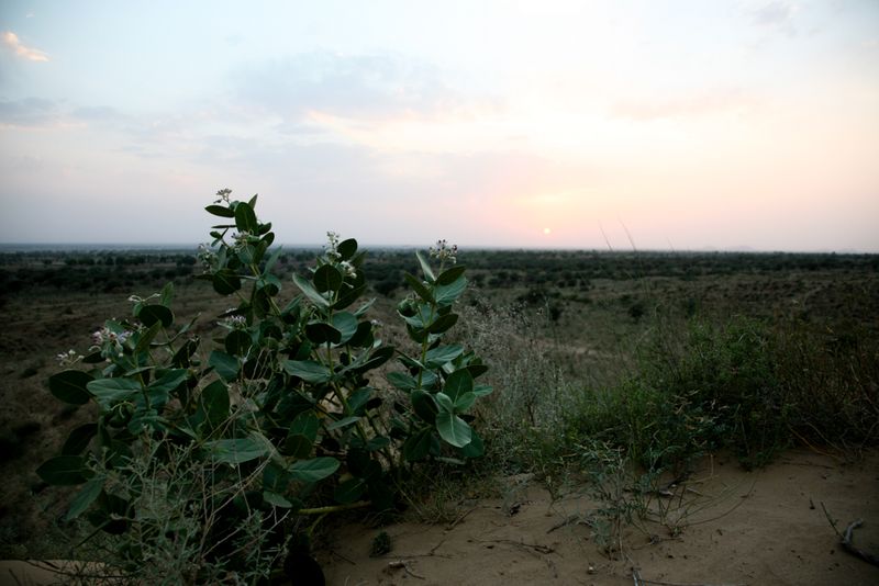 Dusky Desert Sky, Rajasthan, India