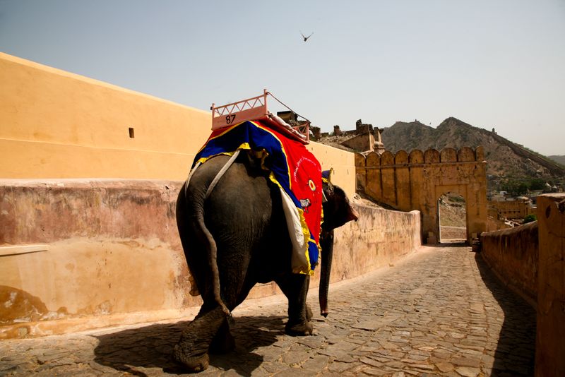 Elephant and Bird, Jaipur, India