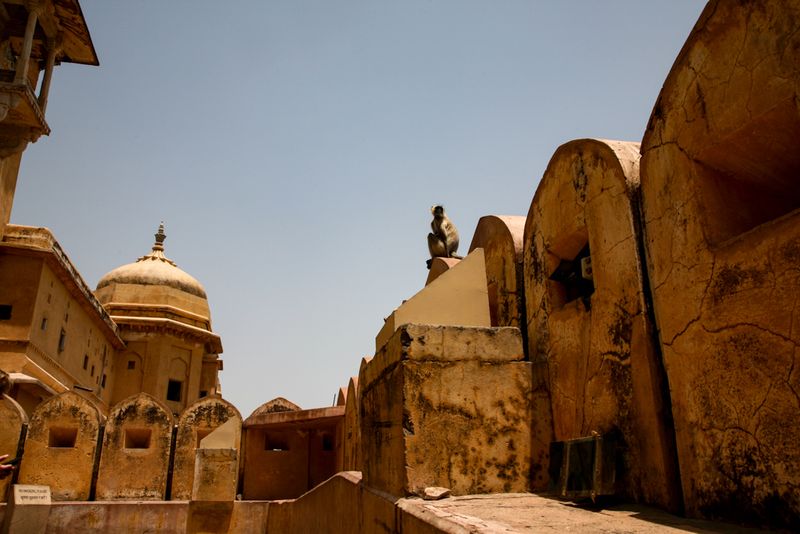 Monkey Atop the Amber Fort, Jaipur, India