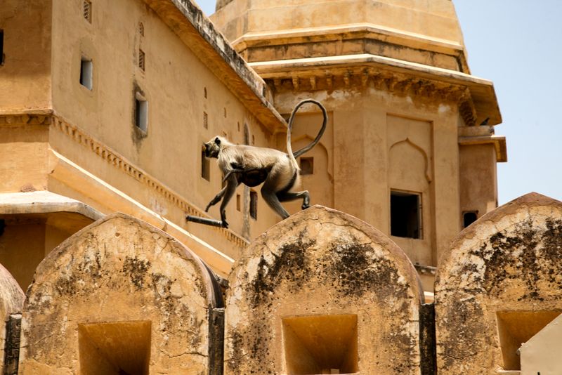 Monkeying at the Amber Fort, Jaipur
