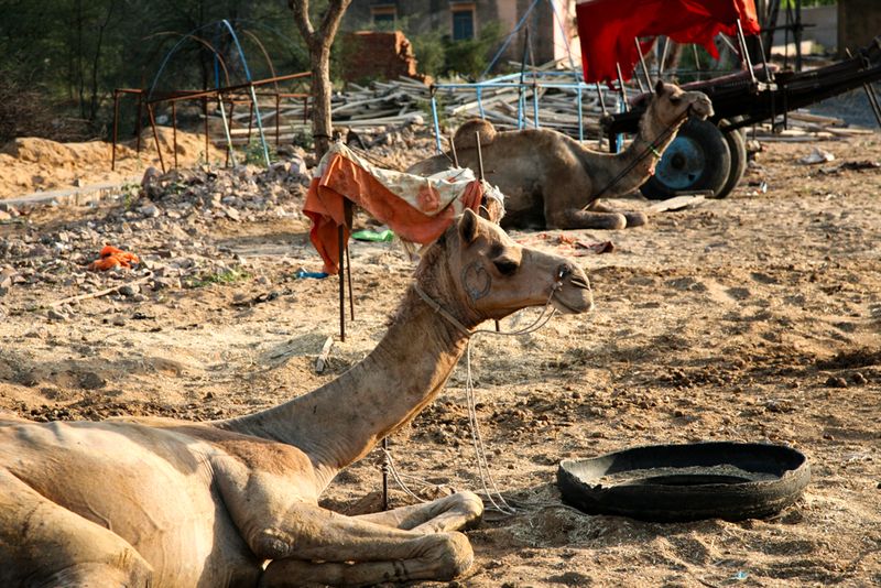 Two Camels, near Pushkar, India