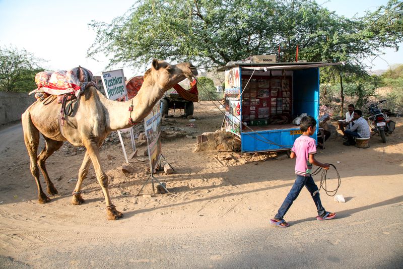 Pushkar Heritage, Pushkar, India