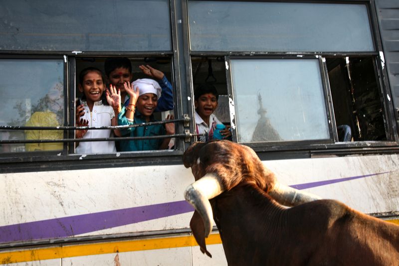 Namaste! Cow at the Bus Window, Pushkar, India