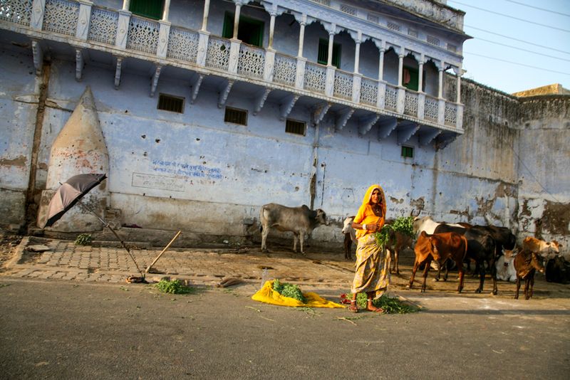 Selling Plants by the Roadside, Pushkar, India