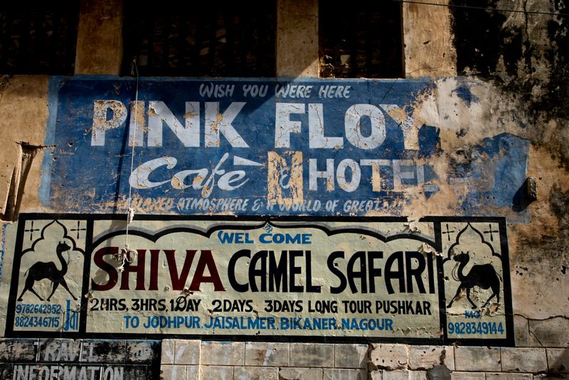 Pink Floyd and a Camel Safari, Pushkar, India