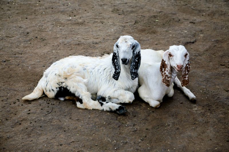 Goats, near Nimaj, India