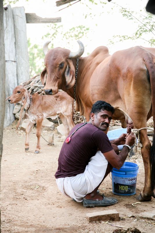 Milking a Cow, near Nimaj, India
