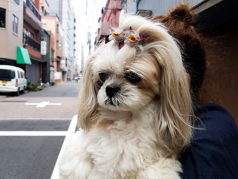 Puppy Pig Tails, Torigoe, Tokyo, Japan
