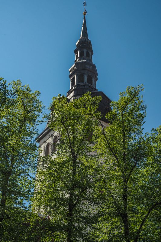 Trees and Buildings, Tallinn, Estonia