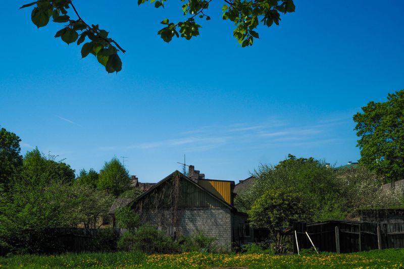 The Green, the Blue and the Dandelions, Tallinn, Estonia