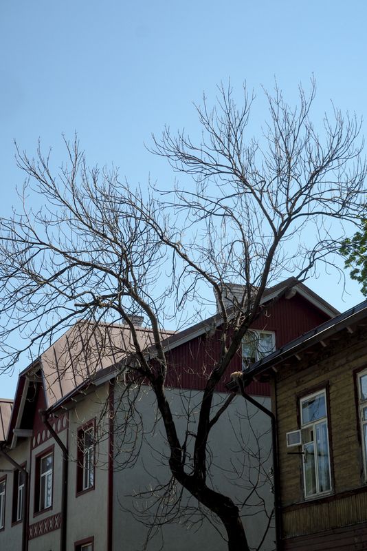 A Tree Between the Houses, Tallinn, Estonia