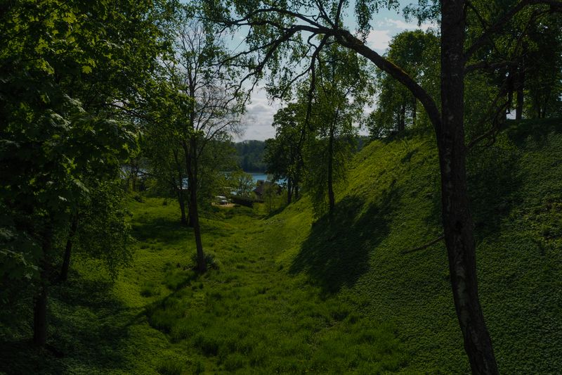 In the Shadows of the Trees, Viljandi, Estonia