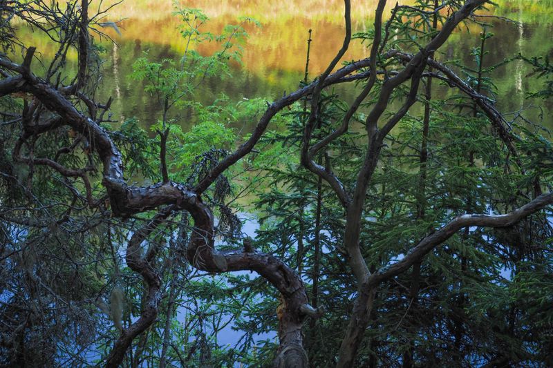 Beyond the Trees and Tangles, Gauja National Park, Latvia