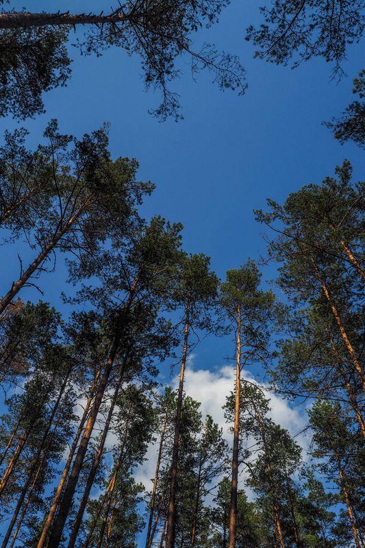 Tall Trees Reaching, Gauja National Park, Latvia