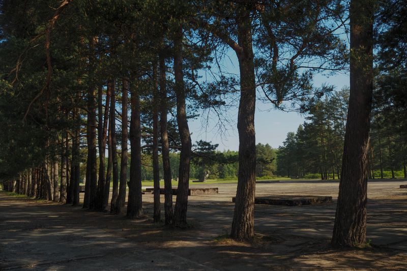 Line of Trees, Salaspils Memorial to Victims of Nazism in Latvia