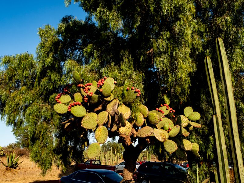In the Shade With All the Cacti, Teotihuacán Archaeological Site, Mexico