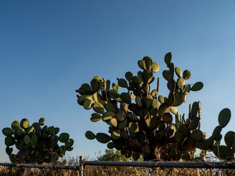 Cacti and a Railing, Teotihuacán, Mexico