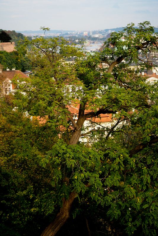 A Tree Above The City, Prague, Czechia